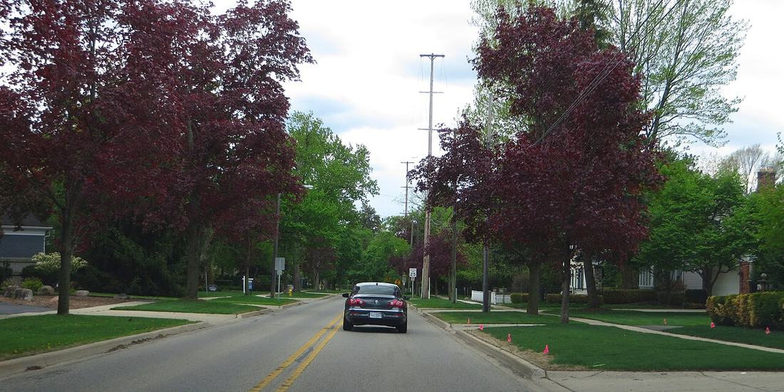 A residential street with mature trees