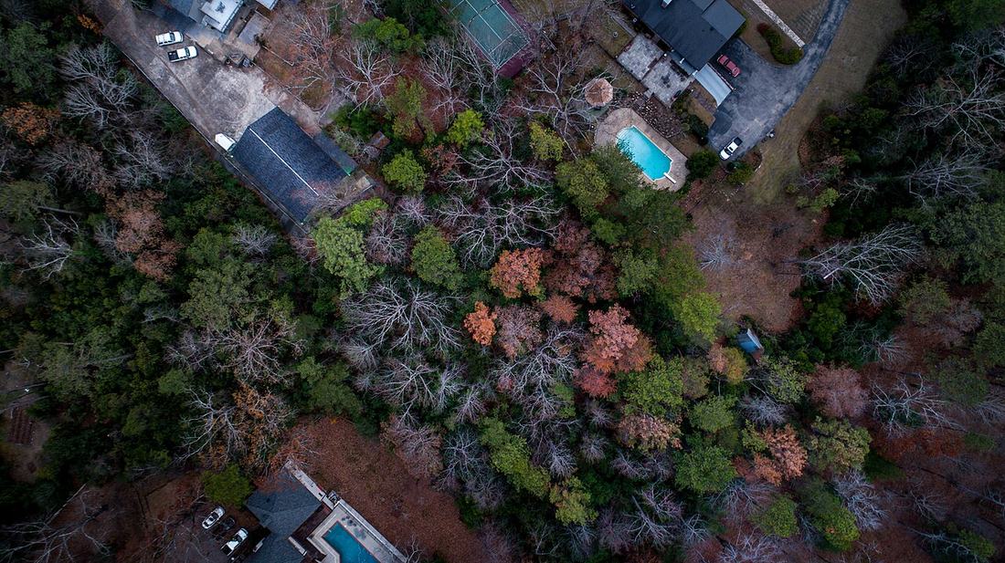 Suburban houses near trees